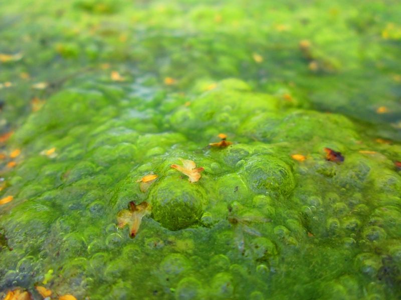 algae-1578953_960_720.jpg